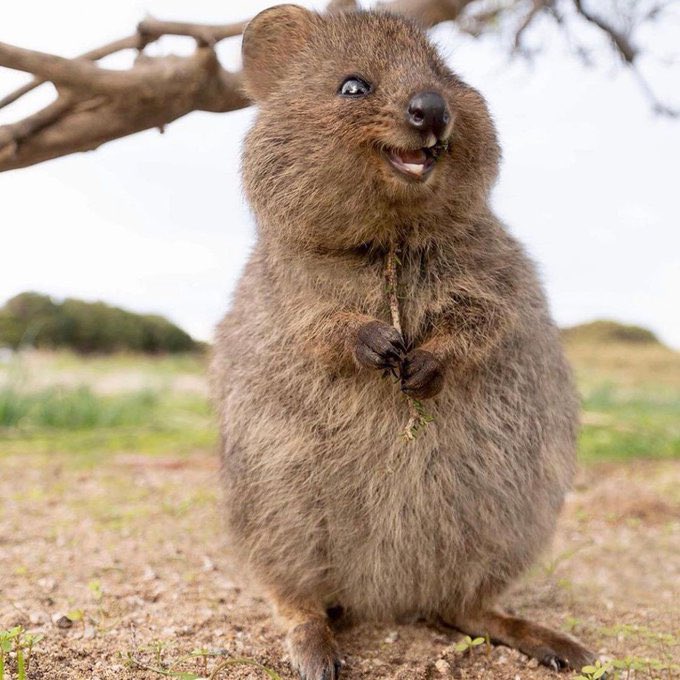 twaniimals's tweet photo. this is a quokka - ‘the world’s happiest animal’ - just wanted to fill ur timeline with its cuteness https://t.co/zP74cmaHwb