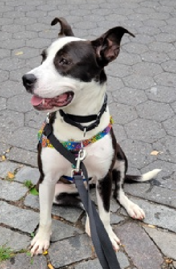 NMBewitched's tweet photo. @TAP4ACCDOGS Here is your #Adoption Checklist #BackyardBarks The dogs #TeamAnimal thinks are sublime https://t.co/MymKvUBis0
#AdoptMe
Heaven #207399
Violet #207497
Benny #208893
Frittata #197676 https://t.co/yg8LX0Uo9A