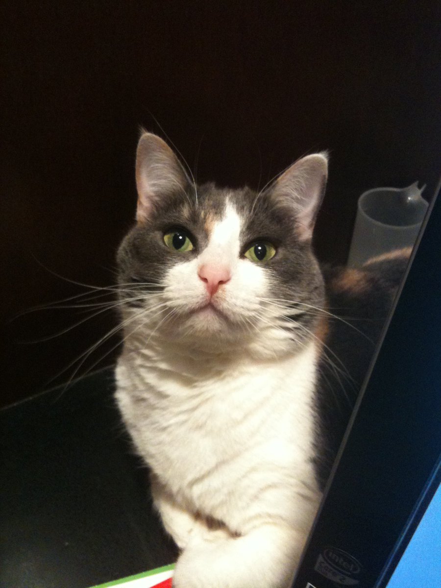 #catsjudgingjd