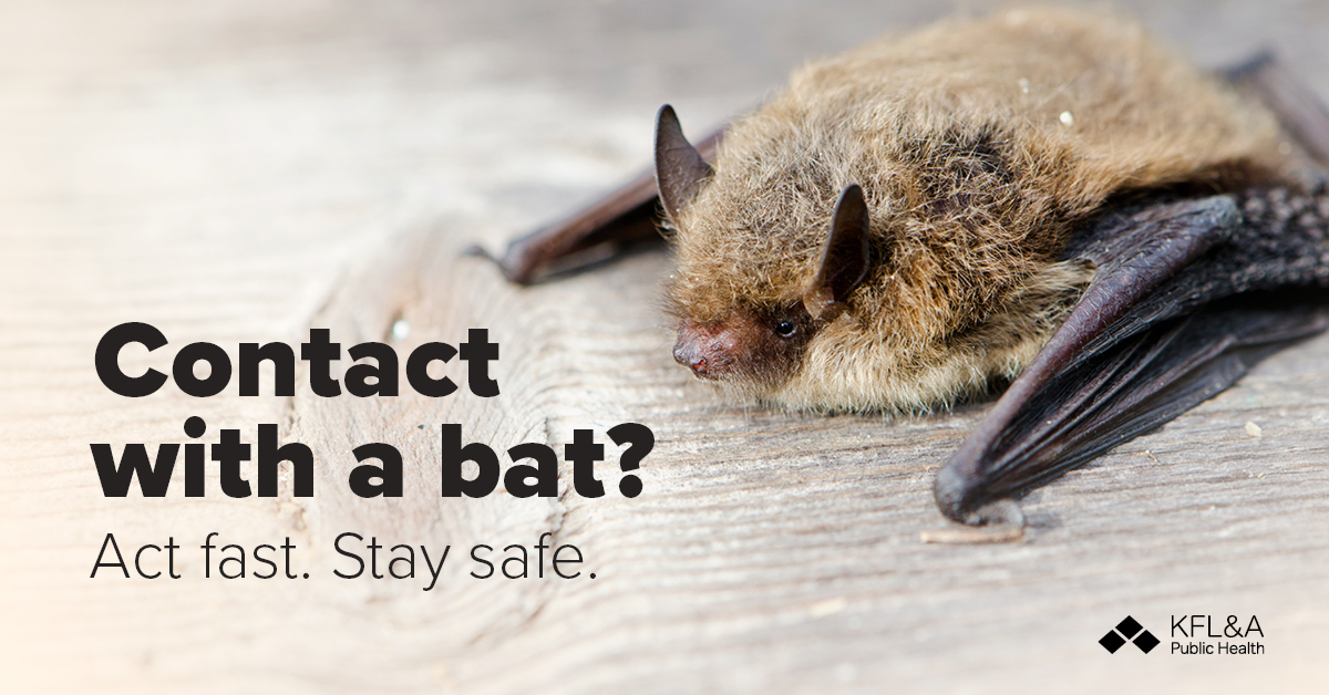 If you’ve come into direct contact with a bat, contact your health-care provider for a rabies risk assessment. Even if there are no visible bites or scratches. Visit our website to learn more about rabies. ow.ly/VXfG50TjZIZ
#StaySafe #AnimalBehavior #RabiesAwareness