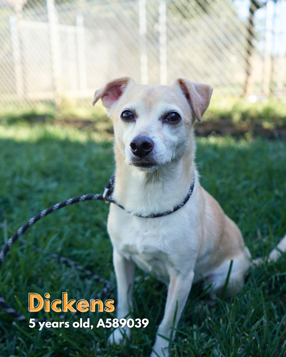 Stanislaus Animal Services Agency tweet media