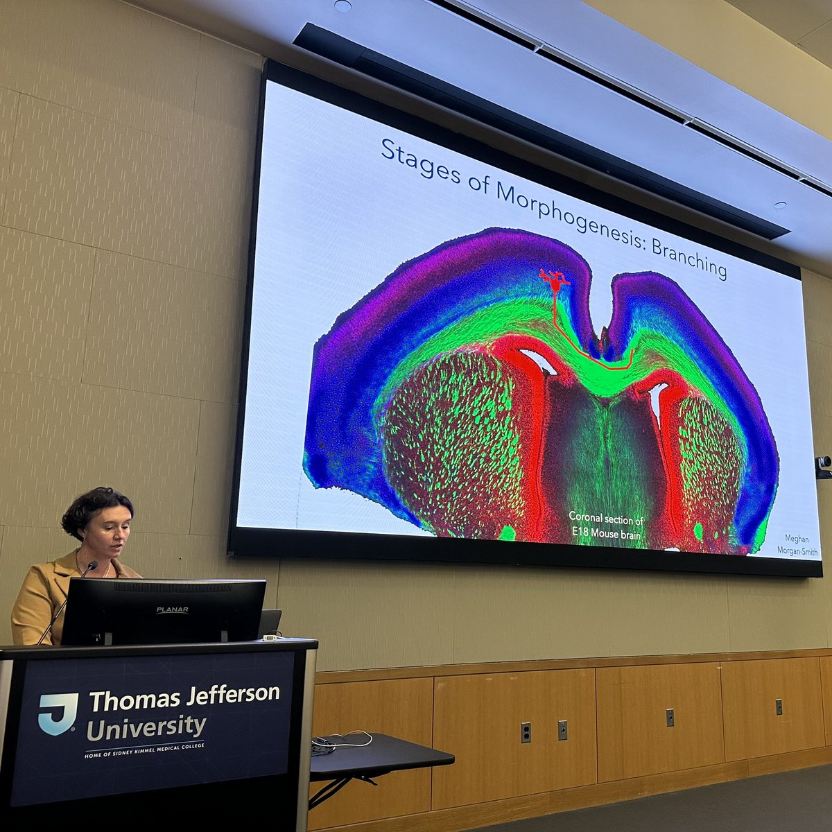 Great to have @stephgupton1 to start off our Neuroscience seminar series today.   Beautiful talk on how axons grow, branch, and synapse.