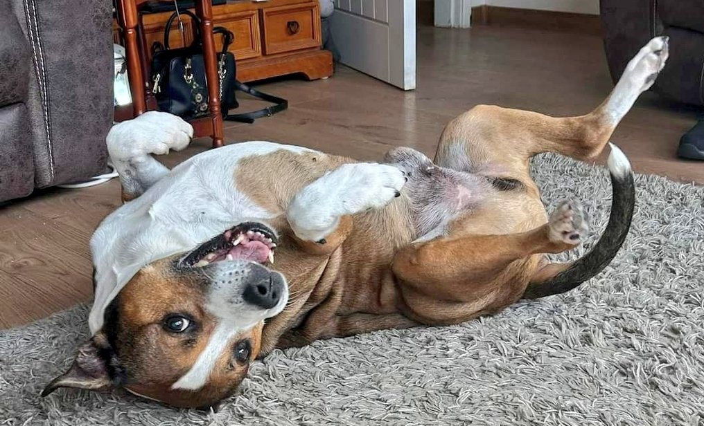 Gorgeous boy Rusty is doing great in his foster home &amp; is showing 
what a fab character he is 😊💕 
He's 12 yrs old,a happy &amp; friendly lad 😍 who loves fusses &amp; will roll over for tummy rubs ❤️
For more details about Rusty,click the link below..
seniorstaffyclub.co.uk/adopt-a-staffy… #teamzay