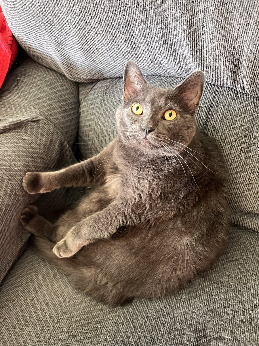JD wants people to keep posting cat memes. Here’s a cat meme for him. Post under the hashtag #catsjudgingjd to let this couch-humping weirdo know how we really feel about him. We’ll start. This is what’s Puff’s judgement looks like.