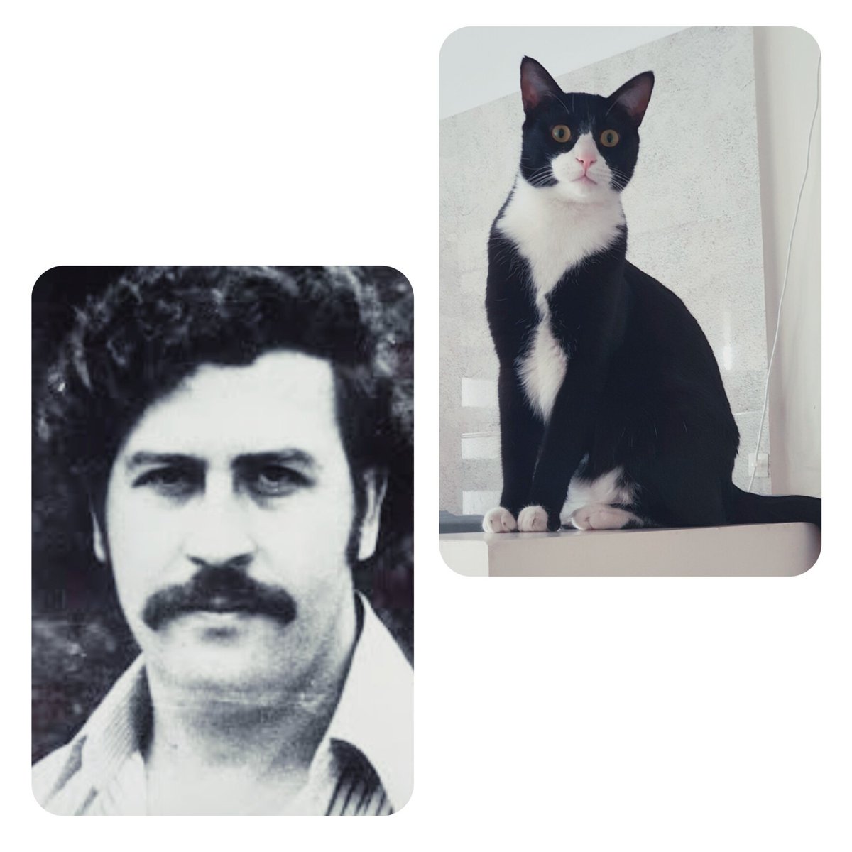 PedarePablo's tweet photo. اسم پسر من پابلو اسکوباره 🖤
#پابلو_پسرم https://t.co/dzs6ZWQR7D