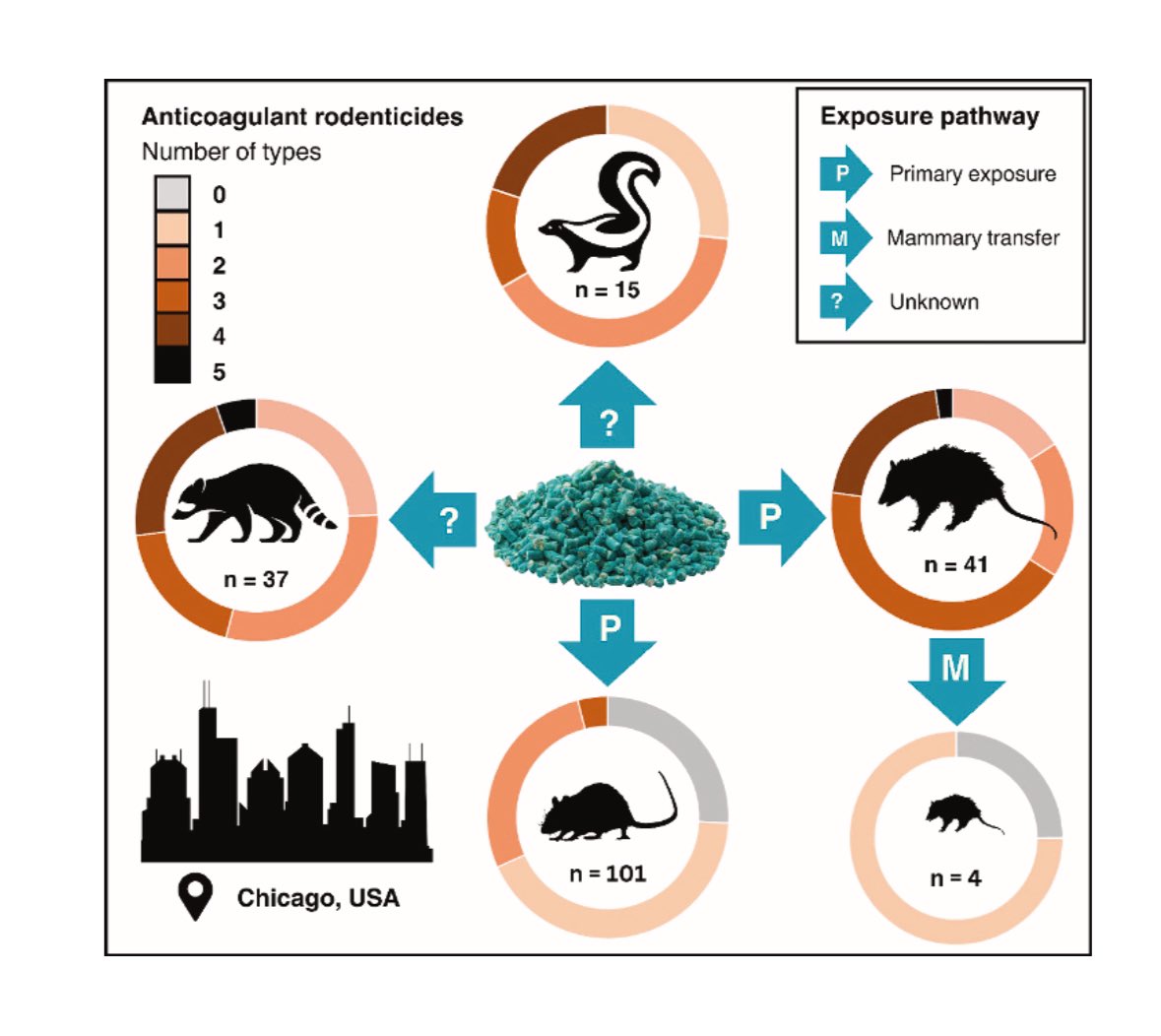 🧵 We are excited to share our new pub with <a href="/STOTEN_journal/">STOTEN</a> titled: "Widespread exposure to anticoagulant rodenticides among common urban mesopredators in #Chicago.“ This pub is OA for the next 50 days using sciencedirect.com/science/articl… (1/8)