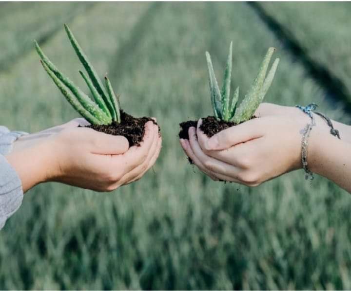 Wij zijn gestart met een nieuw initiatief voor jongeren. Plant a friend brengt jongeren van 16 tot 28 jaar met elkaar in contact d.m.v. een plantje. Binnen een app groep o.b.v. een vrijwilliger gaan zij hierover in gesprek. Met als doel elkaar ontmoeten. plantafriend.nl