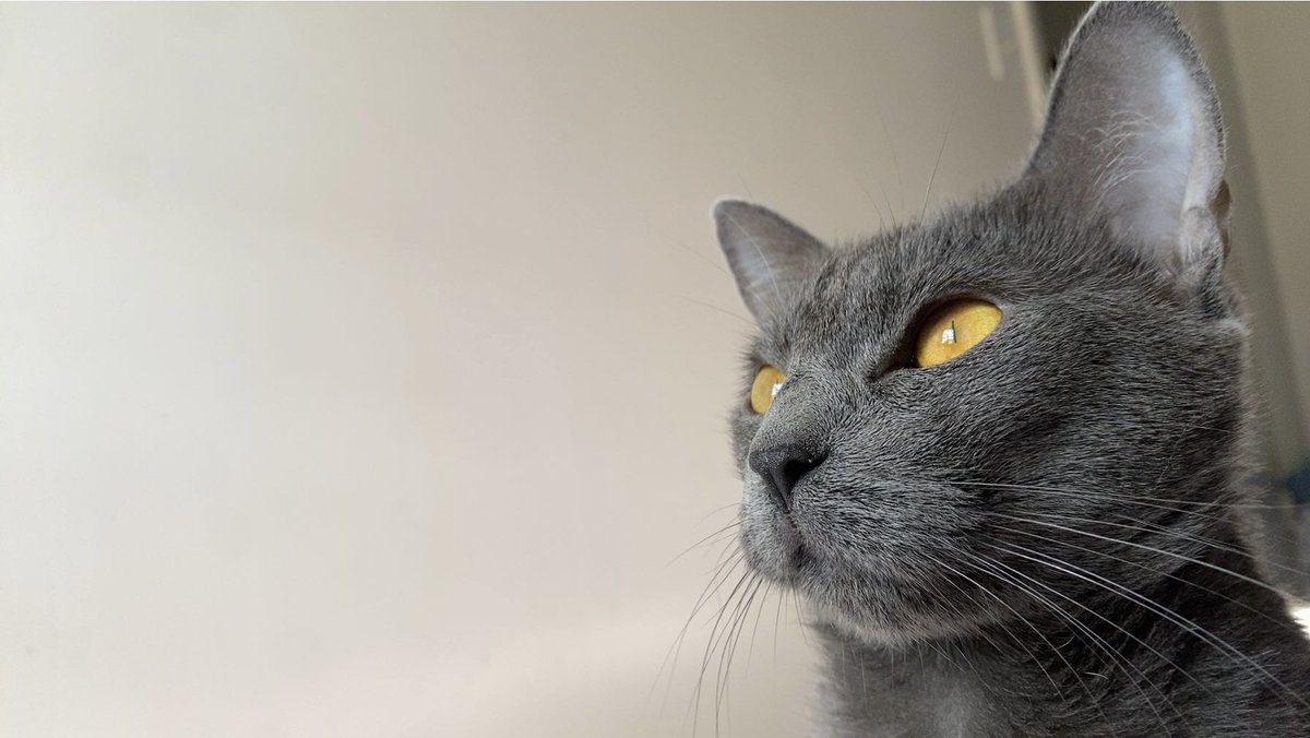 lover girl tweet media