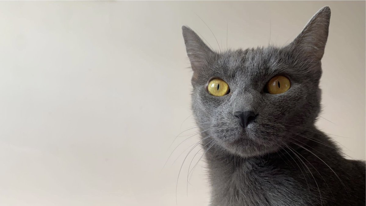 lover girl tweet media