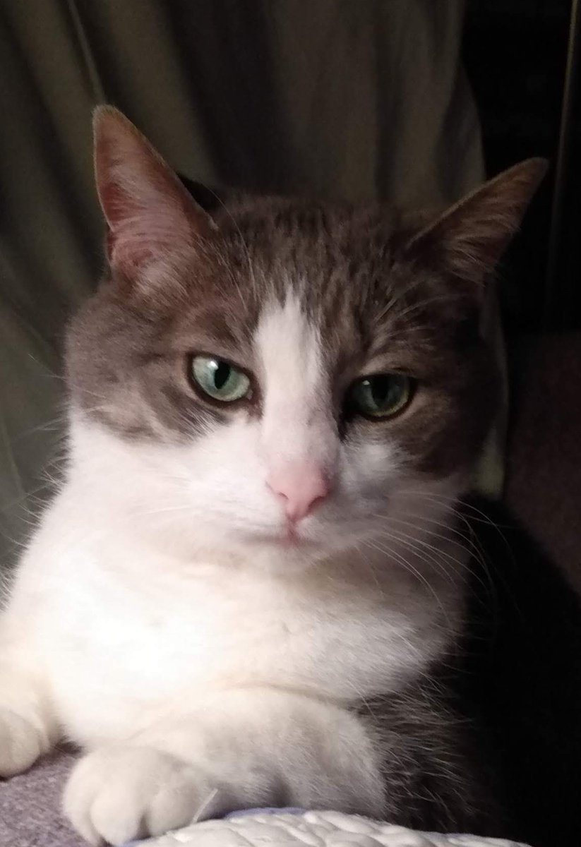 #CatsJudgingJD