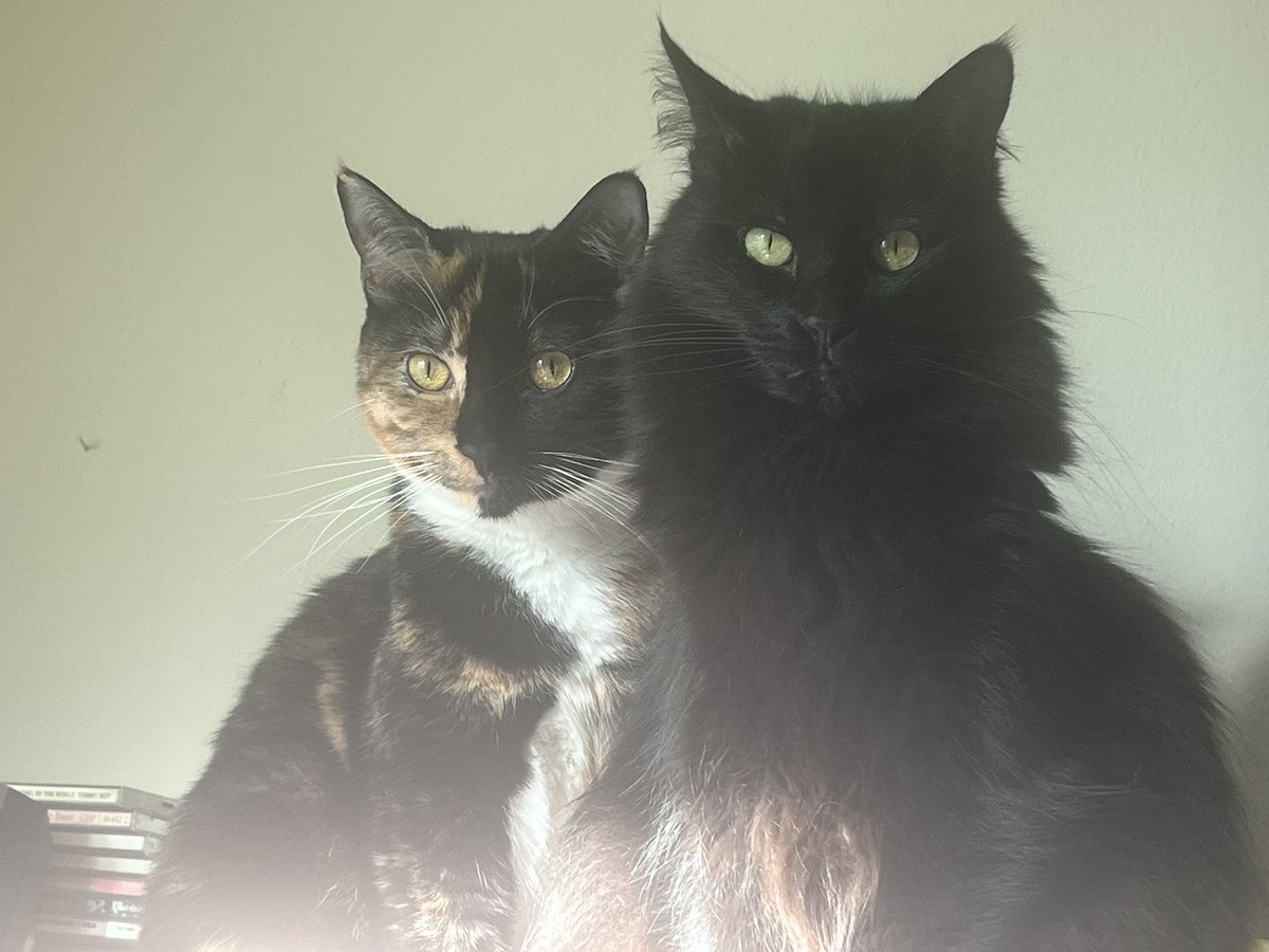 <a href="/BitchestheCat/">A Cat Named Bitches</a> Nanners and Lucy Fur are great at judging #catsjudgingjd