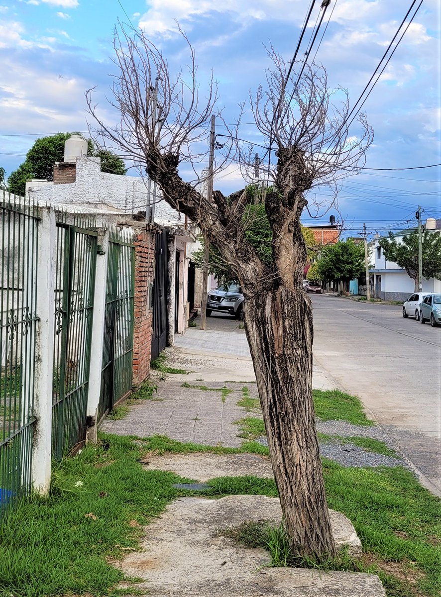 #Salta capital está llena de árboles urbanos muertos por destrozo de su follaje. ¿Alguien cree que machetear un árbol lo "mejora" en algo? Los árboles macheteados rebrotan rápido porque necesitan hojas para vivir, no porque los machetazos los beneficien. 
latinamericanpost.com/es/americas-es…