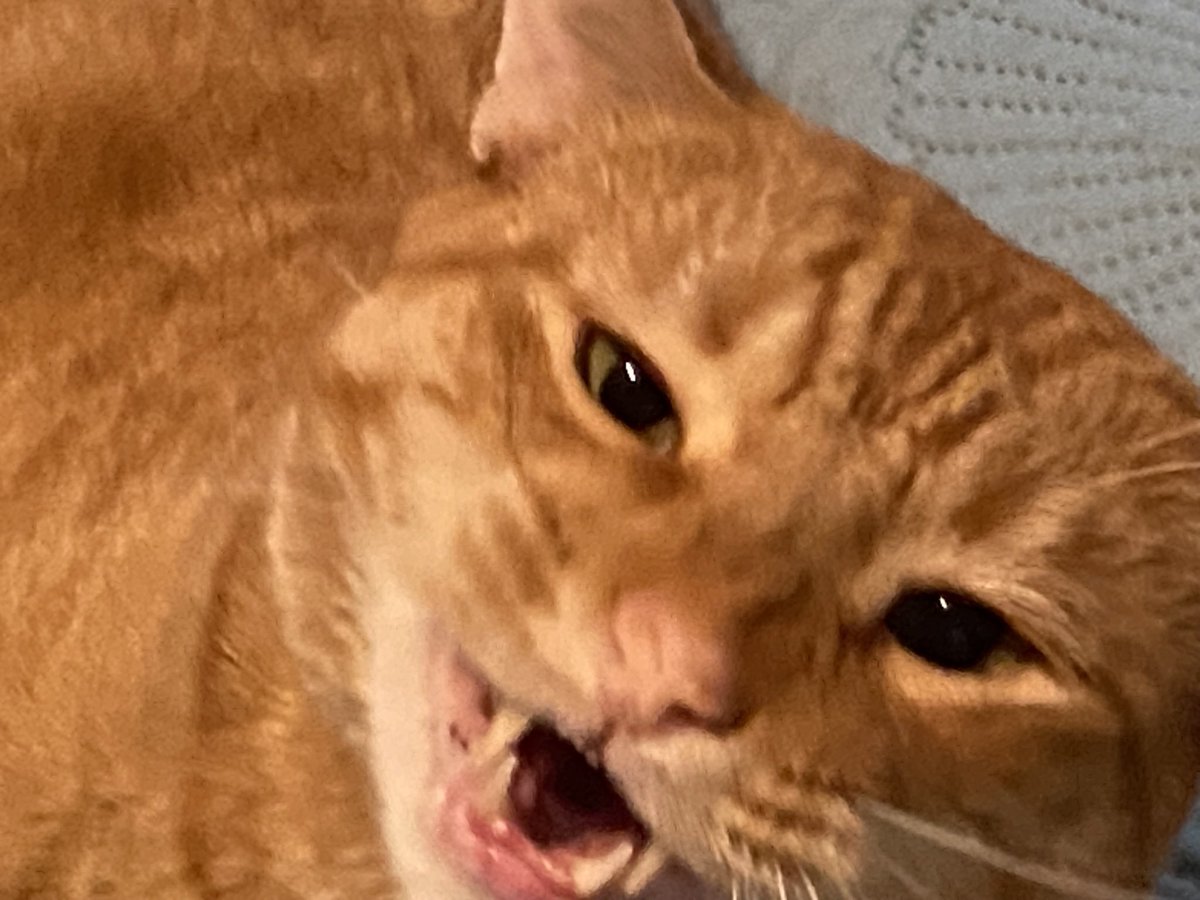<a href="/BitchestheCat/">A Cat Named Bitches</a> #catsjudgingjd