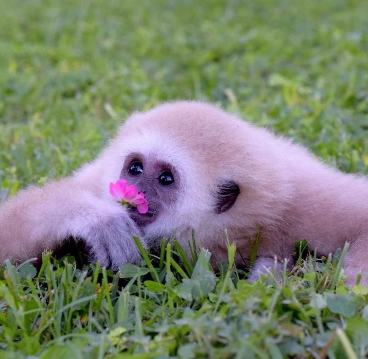 ꧁꧂ (@eat5g) on Twitter photo 