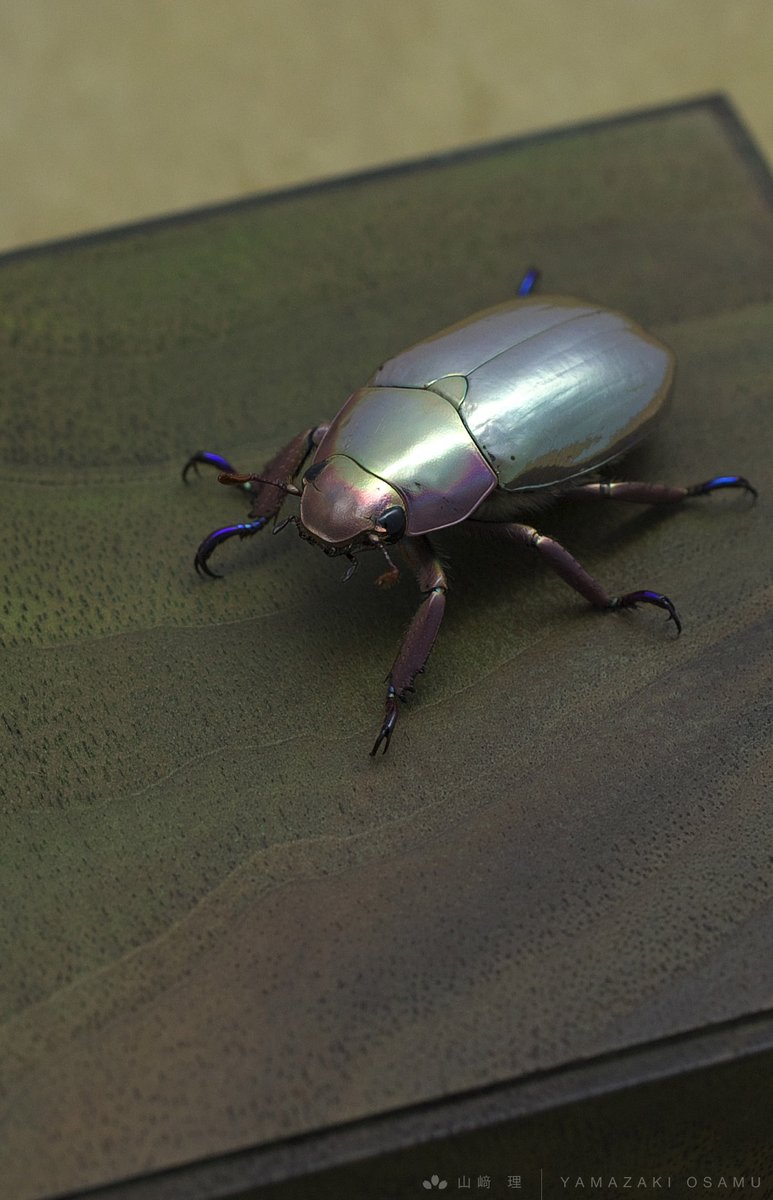 クルサルギレアプラチナコガネ！BIG size！標本085 クルサルギレアプラチナコガネ！BIG size！標本085 クルサルギレア