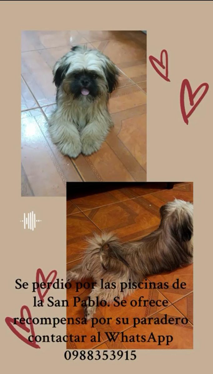 AlertaMePerdi's tweet photo. #PERDIDO #BABAHOYO
Nombre: #COTTY
Fecha: 26/08/24
Sector: Norte, Cdla. Empleados Municipales, Frente a las piscinas La San Pablo
Sexo: Macho
Raza: Shih Tzu
Obsv.: Color marrón, cojo de una pata 
Contacto: 0988353915
¡Ayúdalo a volver con sus tutores!
#AlertaMePerdí https://t.co/7hmclGlqpy