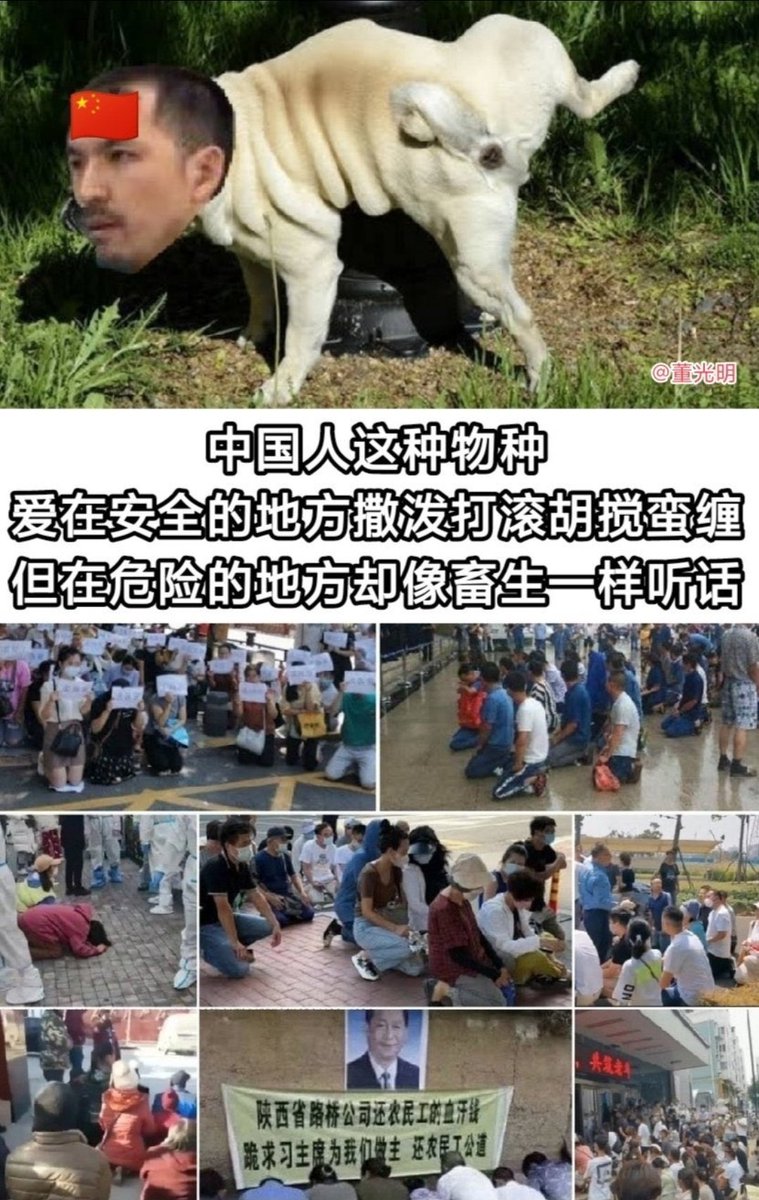 🇨🇳🐖真多 tweet media