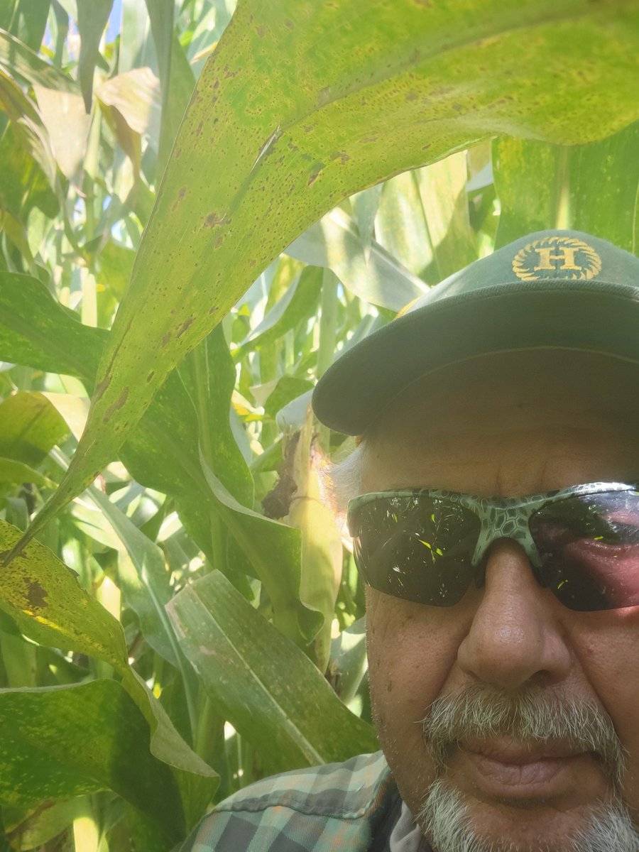 farmerbobnwmo's tweet photo. I hope this corn stands great. It's eared a little high, I'm 6'5" https://t.co/peEmRrCAdy
