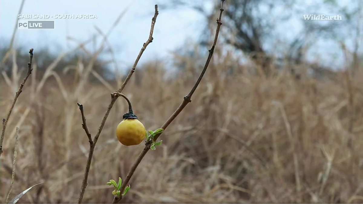 BillieWe2's tweet photo. Hello #wildearth friends 🌞 🌞 🌞 A beautiful poisend apple with Andrew. 🤗 https://t.co/P2Ioo3Ju0m