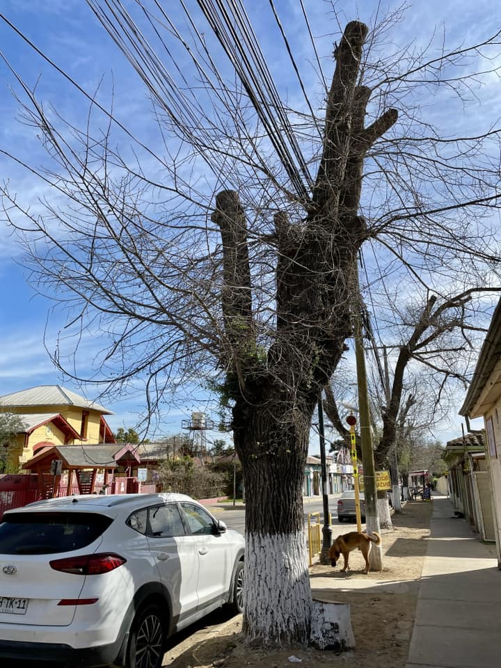 #Olmué ¿Tendrá candidat@s que quieran comprometerse con el Verde Urbano?

¿Te impacta esta imagen? Habla con tu candidato, los cambios se generan desde la ciudadanía empoderada.