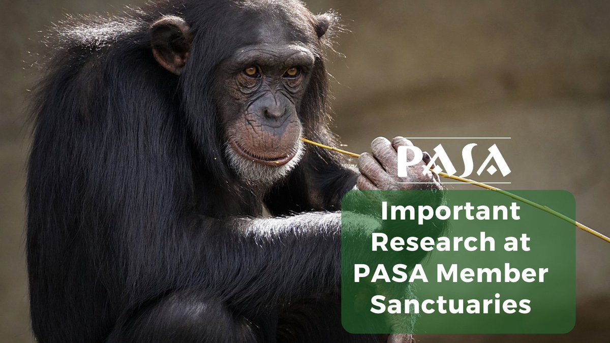 Research garnered from the Pan African Sanctuary Alliance (PASA) has proved invaluable for the welfare and conservation of primates. Find out how 3 PASA member centers contributed to an impactful study published in the American Journal of Primatology➡️pasa.org/awareness/viru…