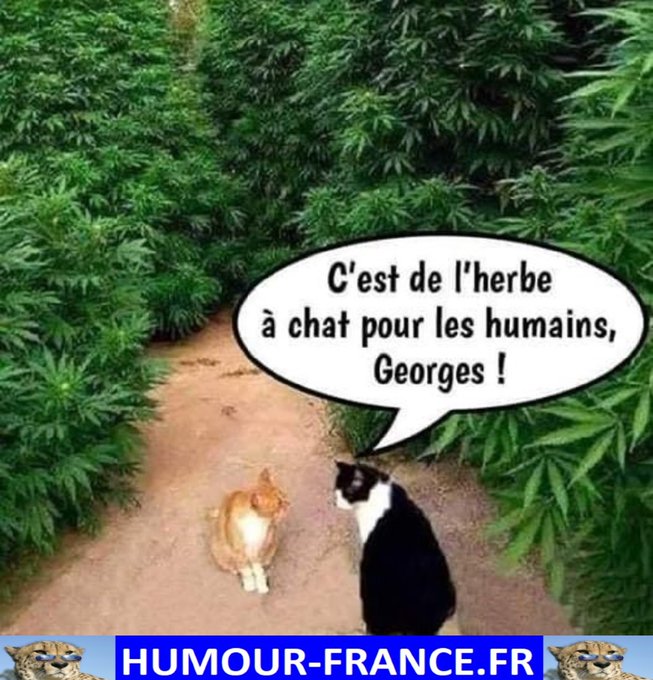 text alternatif