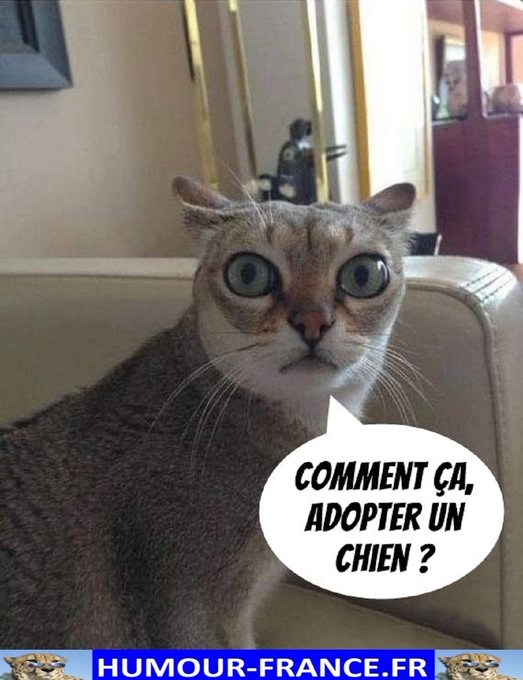 text alternatif