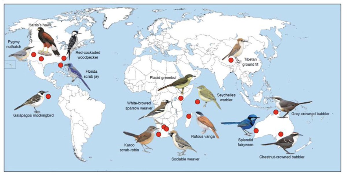 Stuart West (@stuwest8) on Twitter photo No consistent support from theory or bird data for the hypothesis that cooperation can be favoured to reduce variation in fitness (altruistic bet-hedging) pnas.org/doi/10.1073/pnโฆ
<a href="/AshleighGriffi6/">Ashleigh Griffin</a>
@Mig_mds
@philiBeeDowning
<a href="/CKCornwallis/">Charlie Cornwallis</a> No consistent support from theory or bird data for the hypothesis that cooperation can be favoured to reduce variation in fitness (altruistic bet-hedging) pnas.org/doi/10.1073/pnโฆ
<a href="/AshleighGriffi6/">Ashleigh Griffin</a>
@Mig_mds
@philiBeeDowning
<a href="/CKCornwallis/">Charlie Cornwallis</a>