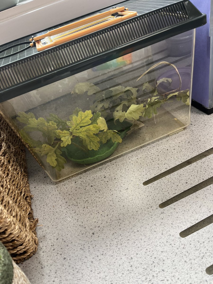 Ms Diamond tweet media