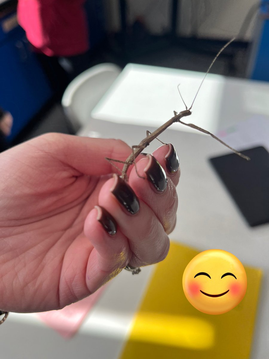 Ms Diamond tweet media