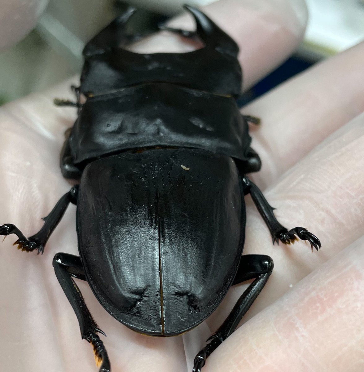 ホペイ ホーペ [北峰産] 81炎駒Sチビペア