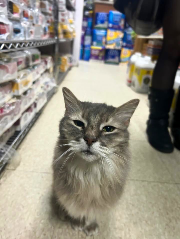 Bodega Cats (@bodegacats_) on Twitter photo 