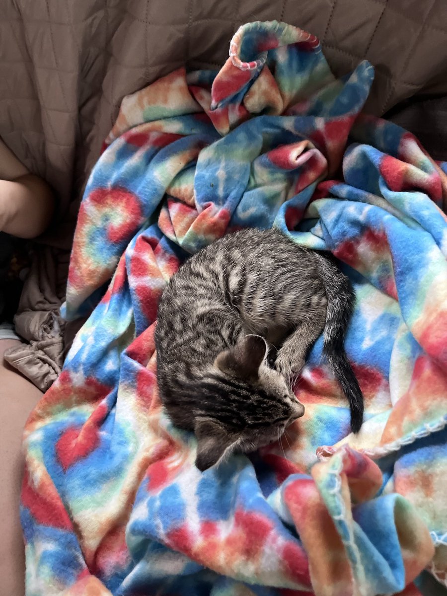 hannavonhatesu's tweet image. also it’s the one year anniversary of andre slamming on the breaks in the RV sending kaylee and i flying and said is that a fucking cat in the road and i immediately ran to go get her. very happy to say that she’s doing good now and is being spoiled rotten by caitlin and jean 🖤