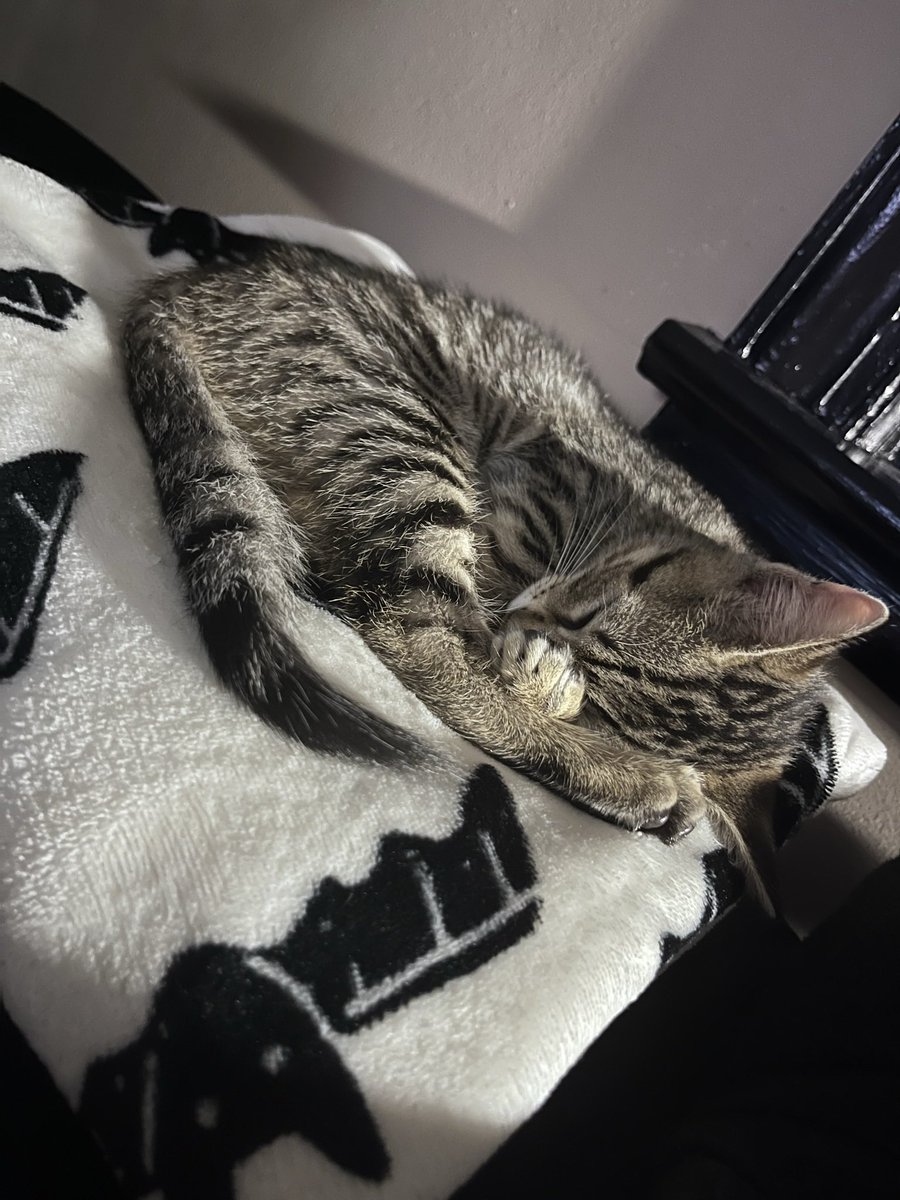 hannavonhatesu's tweet image. also it’s the one year anniversary of andre slamming on the breaks in the RV sending kaylee and i flying and said is that a fucking cat in the road and i immediately ran to go get her. very happy to say that she’s doing good now and is being spoiled rotten by caitlin and jean 🖤