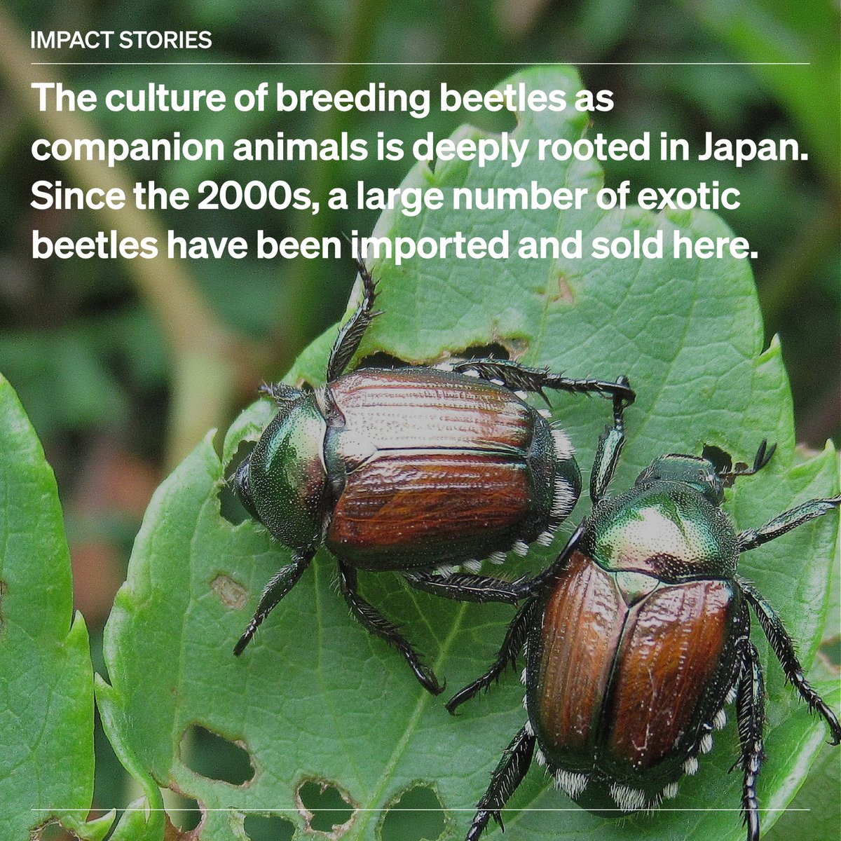 WOAH's tweet photo. Today, we're travelling back to when exotic beetles became trendy pets in Japan. #Japan imports many insects for industrial and companion animal purposes. The international transport of insects, however, carries the risk that introduced species may threaten local #ecosystems.
