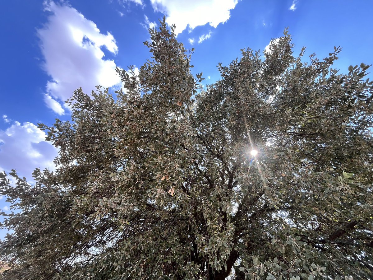 Eti kemiği toprak
Nefesi biraz ışık
Biraz yaprak
Kanı yağmur, kanı kar, kanı Dicle, kanı Fırat.
Sensin bu.
Narin…
