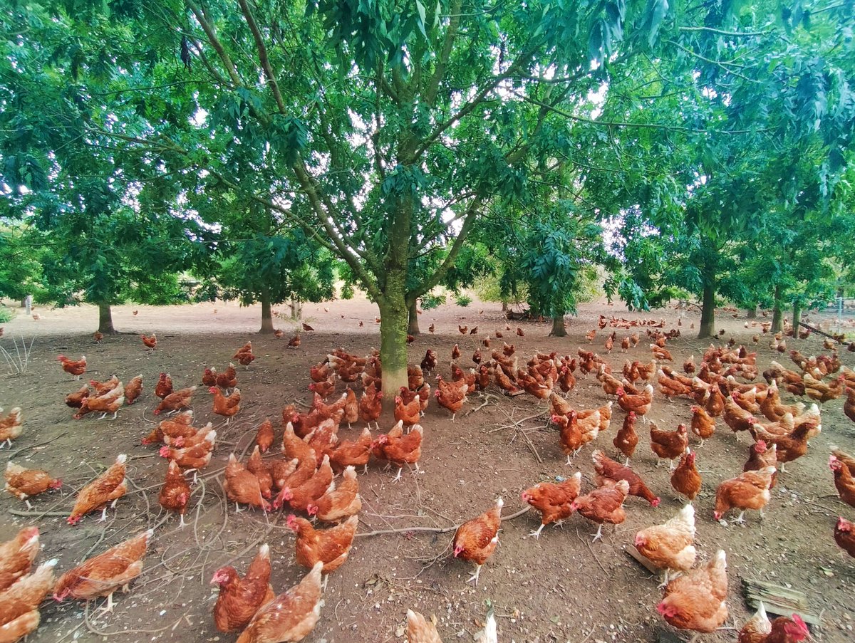 stevep1407's tweet image. Never assume no signs, no pain. Rushing - as you do - to get a pic of hundreds of chickens, think about the fence.

Stunned by first shock, phone over the fence, second bolt retrieving with a rubber car mat, FAFO the hard way ⚡😱😂.

#AlphabetChallenge #WeekKforKnowledge