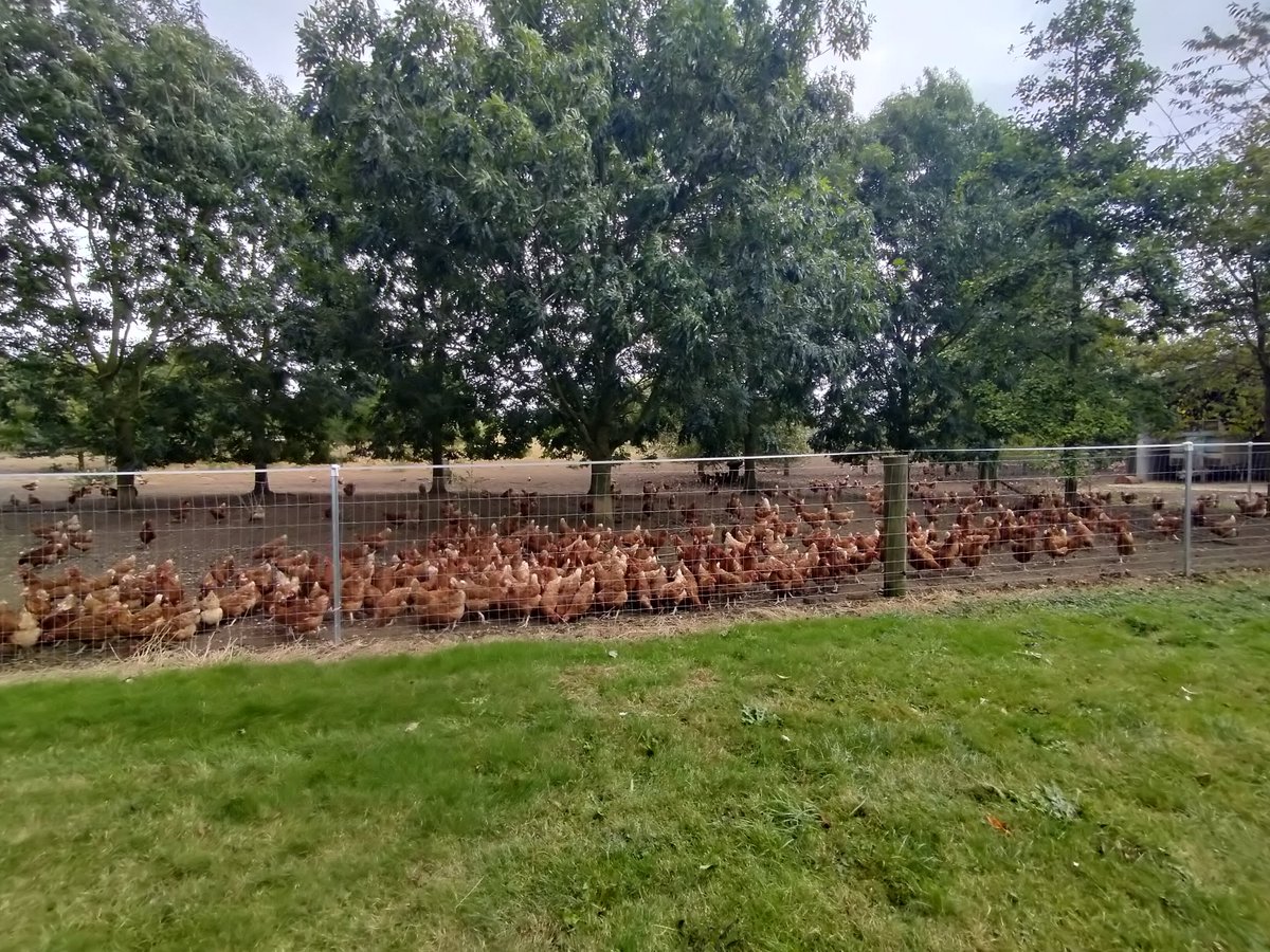 stevep1407's tweet image. Never assume no signs, no pain. Rushing - as you do - to get a pic of hundreds of chickens, think about the fence.

Stunned by first shock, phone over the fence, second bolt retrieving with a rubber car mat, FAFO the hard way ⚡😱😂.

#AlphabetChallenge #WeekKforKnowledge