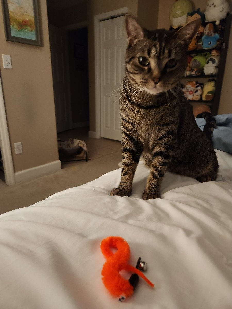 makeshiftthings's tweet image. Iji brought me 4 worms in bed last night, 1 after the other, instead of drowning them