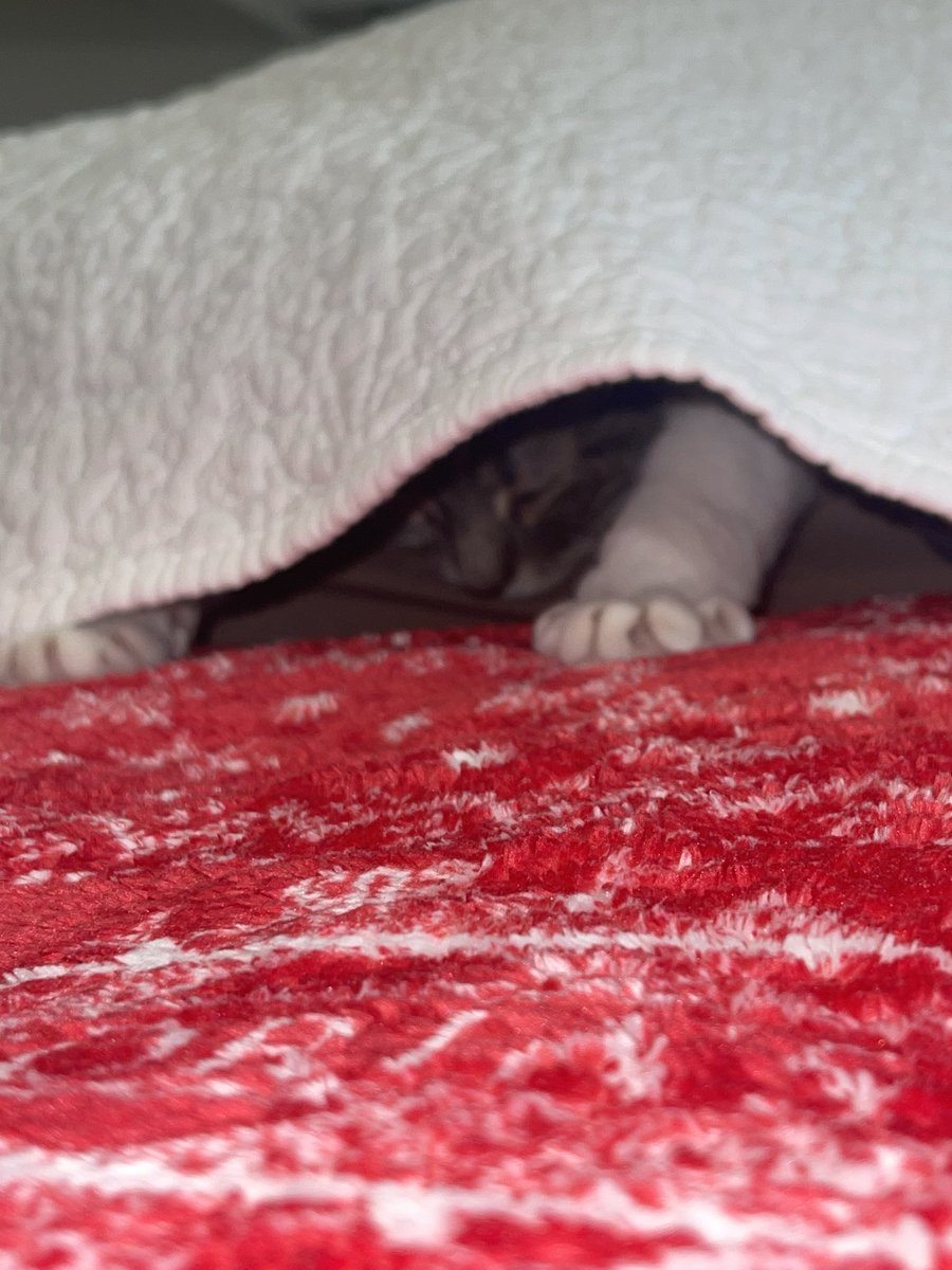 cot bein eepy