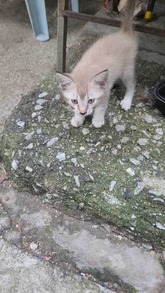 cats_rehome's tweet photo. Hi admin. Lokasi : Alam Damai, Cheras, Area KL
Ibu Kucing dibuang bersama 5 anak-anak kucing. Peniaga di tempat pasar tu sikap anti-kucing. Aku dah ada 26 ekor kucing, tak larat dah ambik lagi kucing. Tolong mandul ibu kucing dan aku akan tanggung setengah kos mandul. Hubungi aku untuk dpt gambar kucing dan keterangan selanjutnya. 

WhatsApp : Ms. Tan 012-2548547