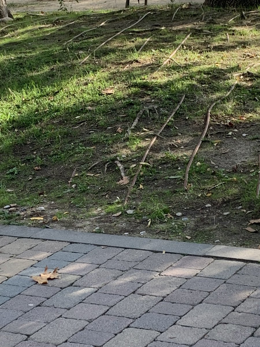 Botzinaire_st_e's tweet photo. Quin parc ens ha quedat a sant Esteve l’@aj_santestevep ha canviat les atraccions, però això està bé així?? Bé, poder ens haurem d’esperar altres 4 anys… https://t.co/MEJIDxJgR0