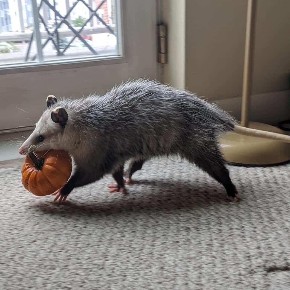 little pumpkin thief