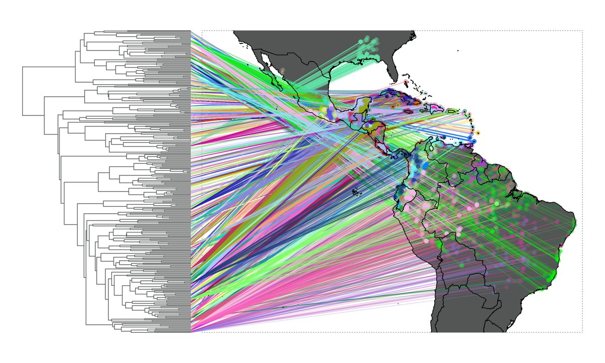 A friend &amp; colleague asked for help using #phytools phylo.to.map to project a phylogeny onto a geographic map. This is what we came up with. (Shared with permission.) 1/2