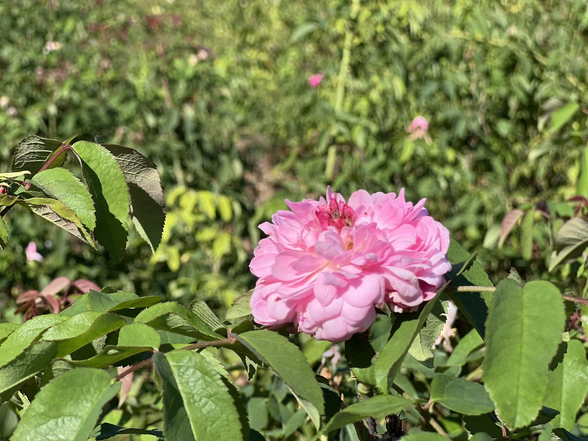 À l’invitation du groupe L’Oréal j’ai eu le plaisir de visiter le Domaine de la Rose Lancôme à Grasse: un lieu où la terre,les plantes et la biodiversité sont respectés pour promouvoir l’excellence et le savoir-faire liés à la fabrication des parfums. 

Dans ce territoire