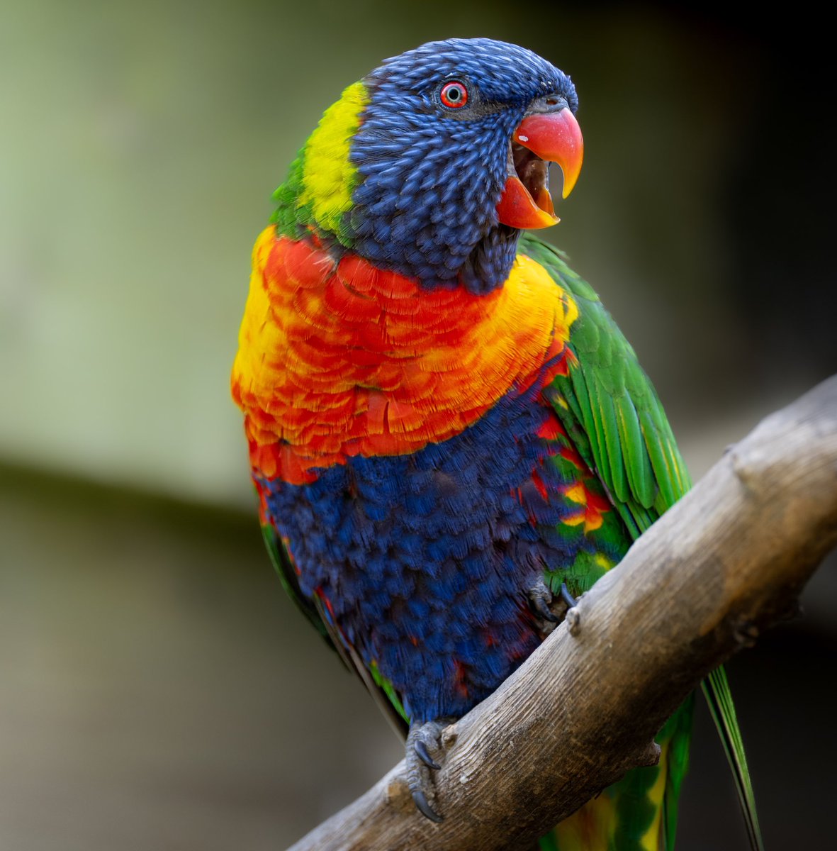 Guiiom76's tweet photo. 📸 #wildlife #bird
🦜 rainbow lorikeet (loriquet arc en ciel)

©2024 Guillaume Viron
📸 Nikon Z8 + Nikkor 100-400 S

Follow my IG More Pictures : @gvi_photographie

#lorikeet #loriquetarcenciel #loriquet #rainbowlorikeet #birds_captures #wildlifephotography https://t.co/RCz37PGdjI