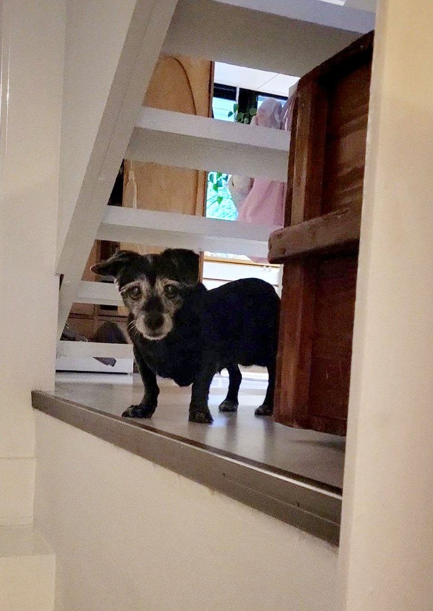 Moi kamuset! Tässä on Elsa! Se vanha tyypperö, joka vaan laulaa. Se ei kuule ja sillä on dementia. Se juuri nostettiin portaikosta tonne ylös, mutta se ei muista kuinka sieltä pääsee pois. No se saa apua. Kysymys kuuluu; voitasko ottaa Elsa taustalaulajaks meidän bändiin?😃 🙏🥰