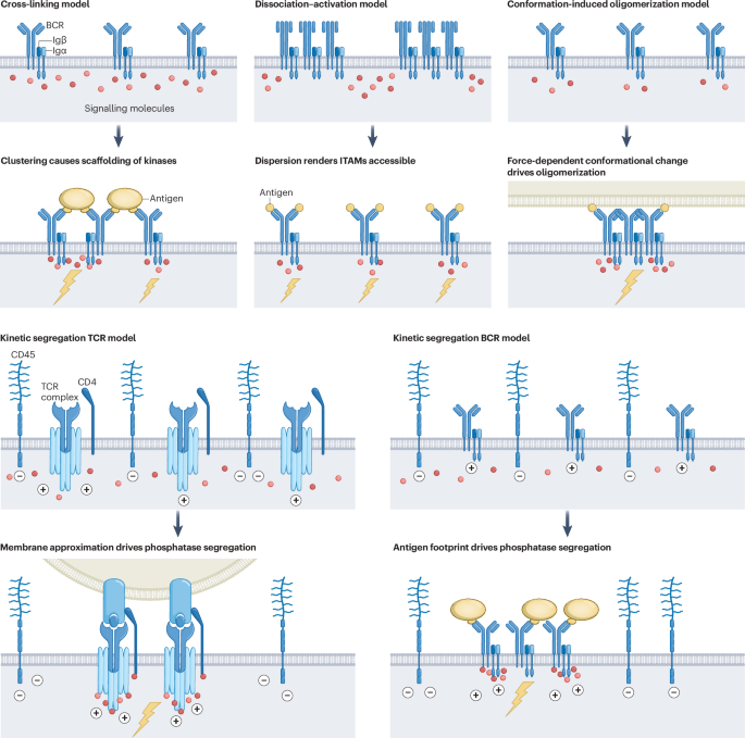 Nature Rev Immunol tweet media