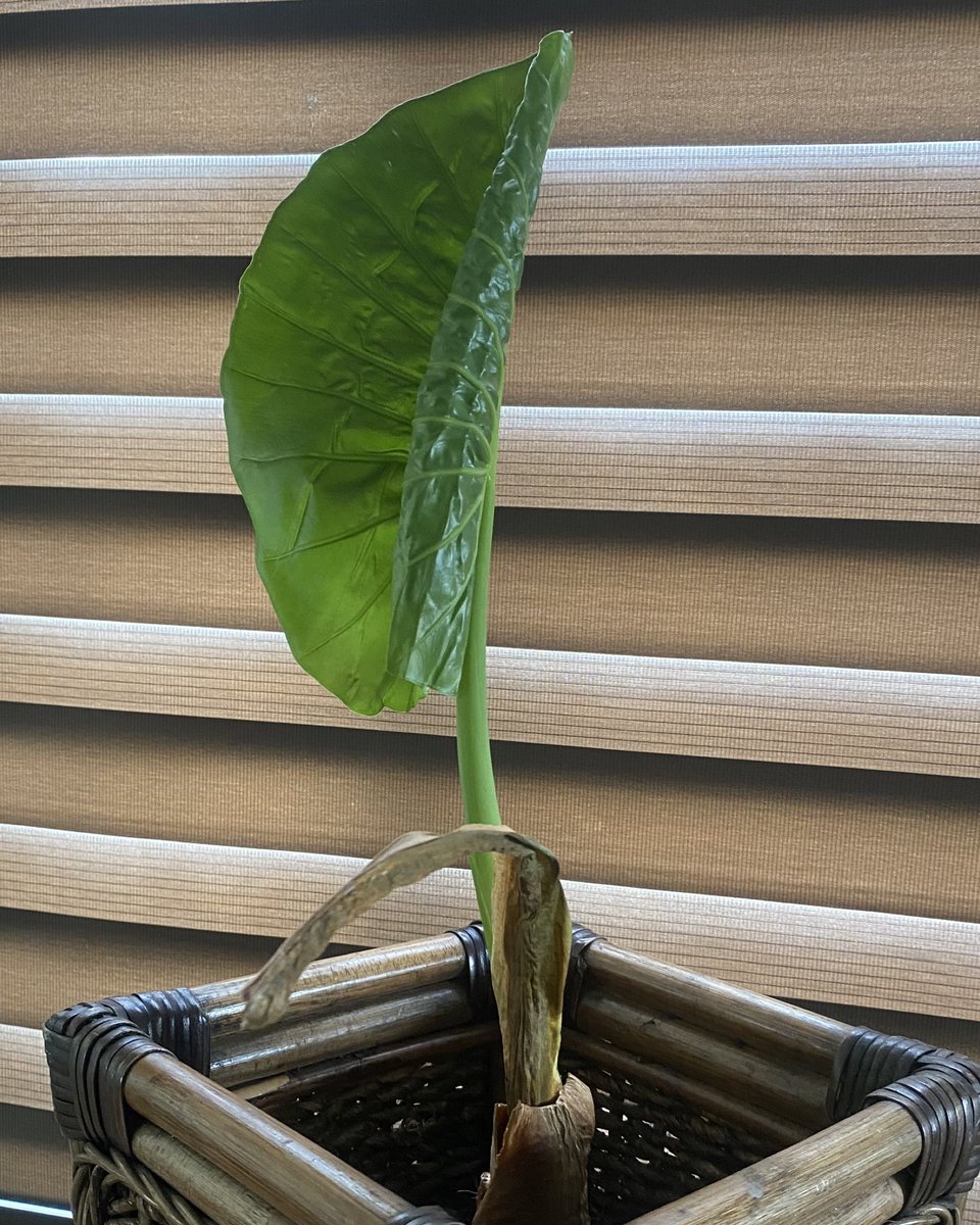 alondravmr's tweet photo. 🍃
 
Todos necesitamos tiempo para recuperar nuestra energía y entonces fue lo que hice, preste mas atención a mis raíces y darme mas apertura para crear nuevas cosas y crecer como persona. 
Somos como las plantas, si no sanas las raíces, no sana tu alma.

#escritor https://t.co/rsBeVx8Y05