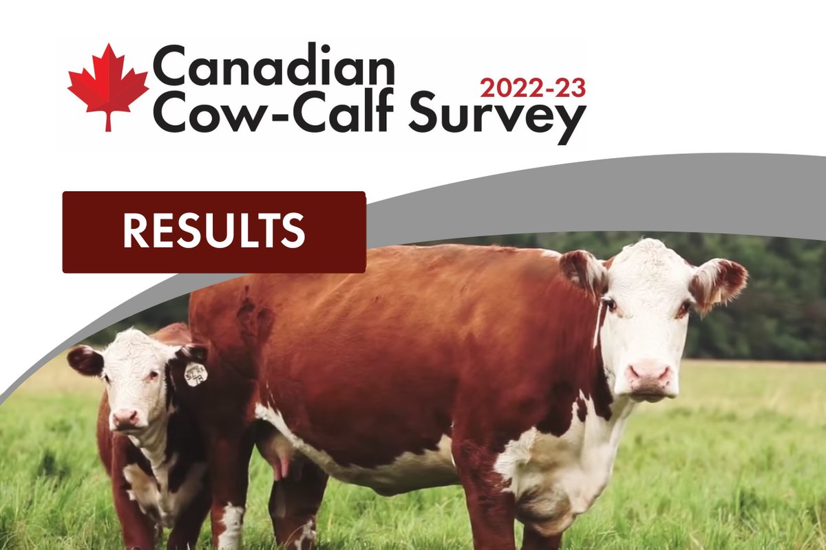 The Canadian Cow-Calf Survey collected data from 600 producers across 9 provinces on the '22 breeding season through the '23 weaned calf crop. Results will help prioritize strategies funded by <a href="/cdnbeefcheckoff/">CDN Beef Check-Off</a>.

Read or listen to a sampling of results at
🍁beefresearch.ca/survey